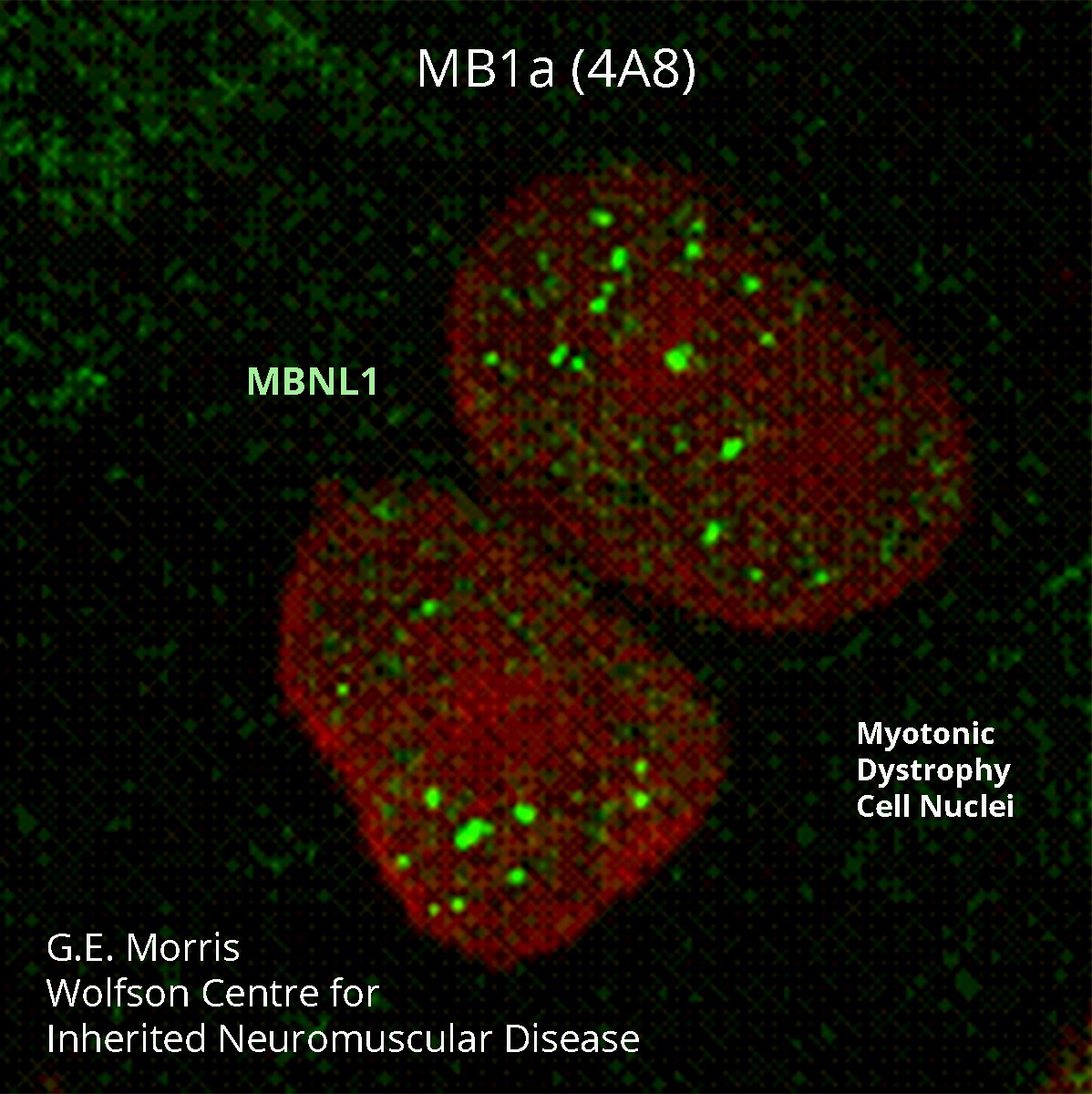 MBNL1 Antibody (MB1a(4A8)) - DSHB